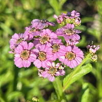 Achillea alpina (sibirica) subsp. camtschatica 'Lo